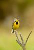 Eastern Meadowlark (Sturnella magna)