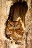Eastern Screech Owl (Otus asio)