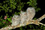 Eastern Screech Owl (Otus asio)