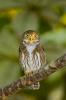 Ferruginous Pygmy-Owl, Glaucidium brasilianum,