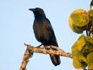 Fish Crow Corvus ossifragus