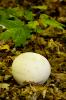 Puff Ball Mushroom, Langermannia gigantea,