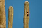 Gila Woodpecker, Melanerpes uropygialis, 