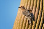 Gila Woodpecker, Melanerpes uropygialis, 