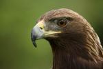 Golden Eagle, Aquila chrysaetos,