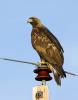 Golden Eagle, Aquila chrysaetos,