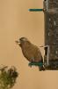Gray-crowned Rosy-Finch (Leucosticte tephrocotis)