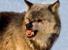 Gray Wolf (Canus lupus) snarl, growl
