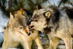 Gray Wolf (Canus lupus) agression