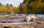 Gray Wolf (Canus lupus) crossing river with fall colors