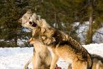Gray Wolf (Canus lupus) fight