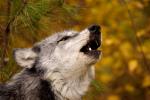 Gray Wolf (Canus lupus)