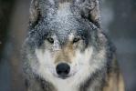 Gray Wolf, Canus lupus