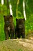 Gray Wolf (Canus lupus) pups at den, 