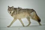Gray Wolf walking