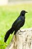 Great-tailed Grackle (Quiscalus mexicanus)