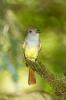 Great Crested Flycatcher, Myiarchus crinitus 