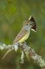 Great Crested Flycatcher, Myiarchus crinitus 