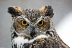 Great Horned Owl (Bubo virginianus)