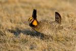 Greater Prairie Chicken, Tympanuchus cupido,