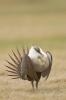 Greater Sage Grouse (Centrocercus urophasianus)