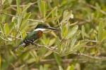 Green Kingfisher, Chloroceryle americana,