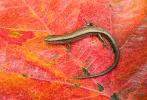 Ground Skink, Scincella lateralis