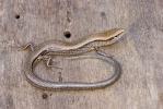 Ground Skink, Scincella lateralis