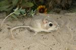 Gulf Coast Kangaroo Rat (Dipodomys compactus)