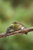 Hummingbird wiping its bill on branch