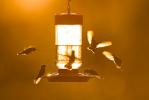 Hummingbirds at feeder in morning light, backlight