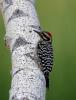 Ladder-backed Woodpecker Picoides scalaris