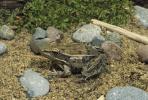 Northern Leopard Frog, Rana pipiens,