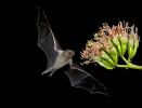 Lesser Long-nosed Bat (Leptonycteris yerbabuenae)