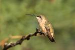 Lucifer Hummingbird (Calothorax lucifer)
