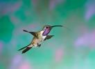 Lucifer Hummingbird (Calothorax lucifer)