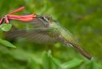 Magnificent Hummingbird, Eugenes fulgens