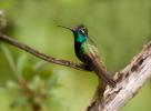Magnificent Hummingbird, Eugenes fulgens