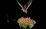Mexican Long-tongued Bat (Choeronycteris mexicana)