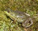 Mink Frog, Rana septentrionalis, 