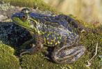 Mink Frog, Rana septentrionalis, 