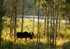 Moose in aspen