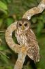 Mottled Owl Strix virgata