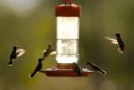 Mixed Hummingbirds at feeder