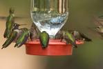 Mixed Hummingbirds at feeder
