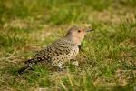 Northern Flicker (Colaptes auratus) adult female on grass
