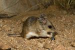 Northern Grasshopper Mouse, Onychomys leucogaster