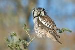 Northern Hawk Owl Surnia ulula