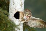Northern Saw-whet Owl Aegolius acadicus