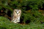 Northern Saw-whet Owl Aegolius acadicus